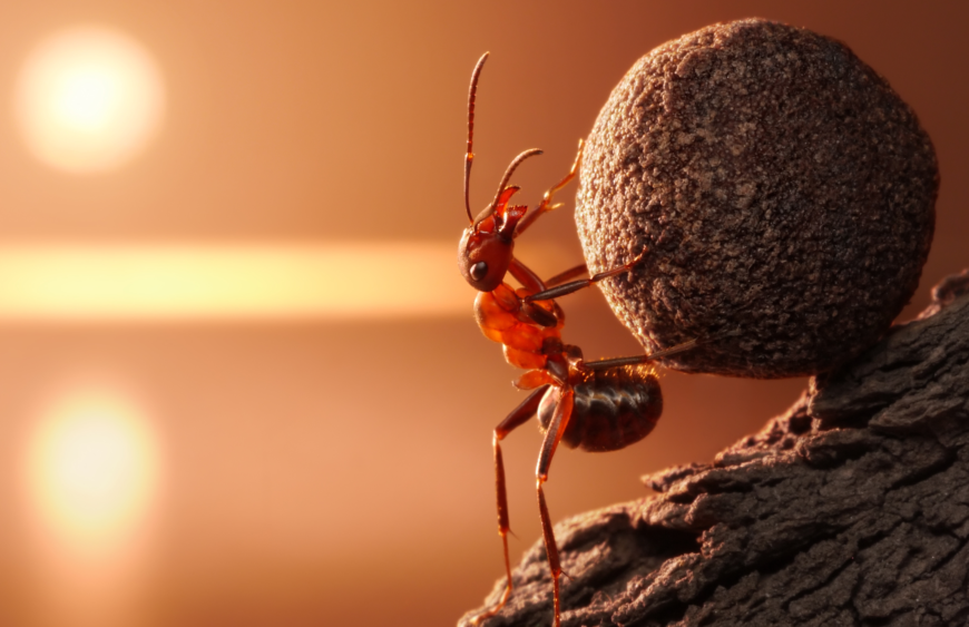 Faraomieren bestrijden: "Wat is de beste mierenverdelger voor faraomieren?"