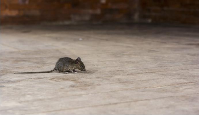 Muizenplaag? 7 beste manieren om van muizen af te komen