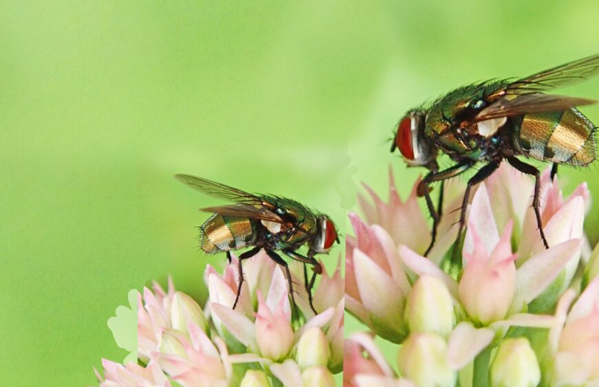 Muscamatic Fly Free Kit: De Ultieme Insectenbestrijding
