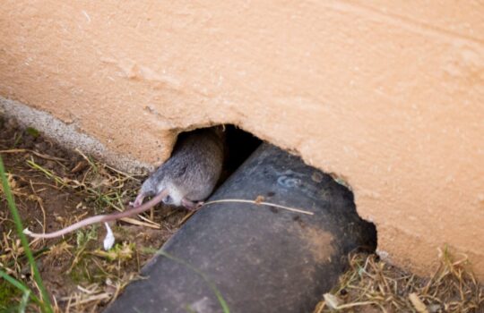 muizen in muren