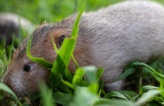Ratten en Muizen in de Tuin Voorkomen: Actieve Tips voor een Zorgeloze Tuin