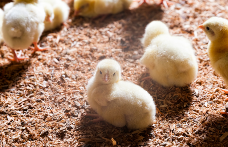 Hoe je op natuurlijke wijze van kippenmijten en luizen afkomt