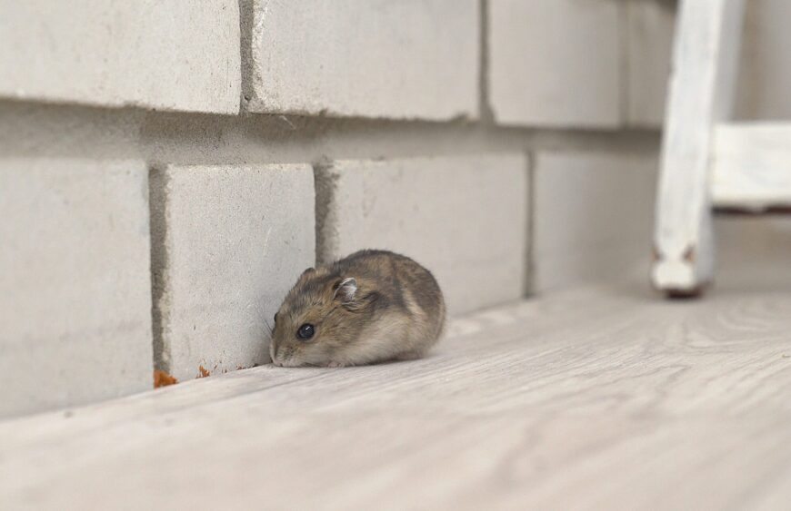Hoe je permanent van muizen afkomt in je huis of appartement