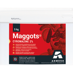 Maggots